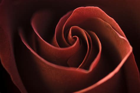 Rose Red Free Stock Photo Red Rose Close Up 17675