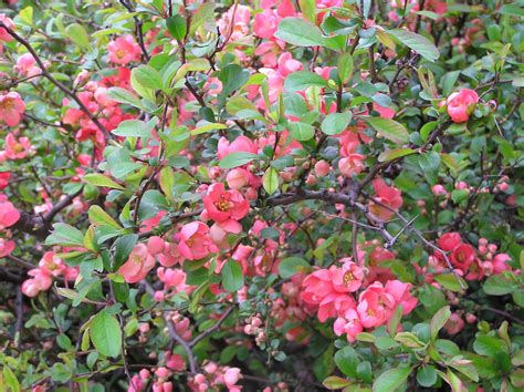 Chaenomeles Lindl Plants Of The World Online Kew Science
