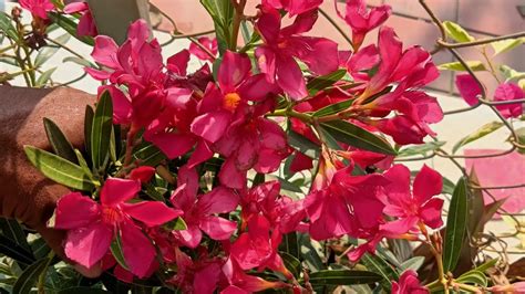 How To Grow Oleander Plant From Cuttingkaner Plant Cutting Grow