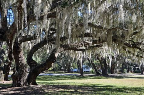 If you have always wanted to visit the outback, you might find enough adventure outdoors on st helena island sc. The York W. Bailey Museum At Penn Center (St. Helena ...