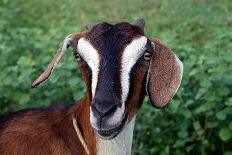 Totes Ma Goats Ottawa County Using Goats To Kill Invasive Species