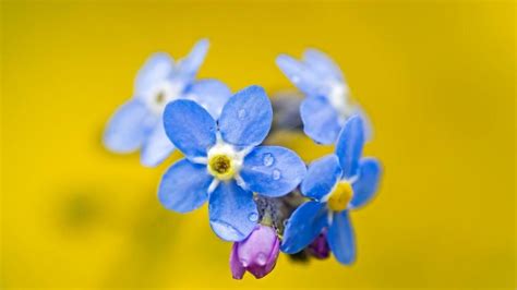 Download 綿花 コットン の花言葉 花言葉に想いをのせて Images For Free