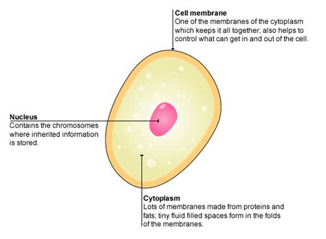 Bbc Standard Grade Bitesize Biology Cells And Diffusion Revision