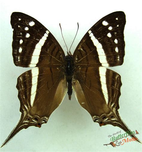 Marpesia Crethon Peru World Of Butterflies And Moths