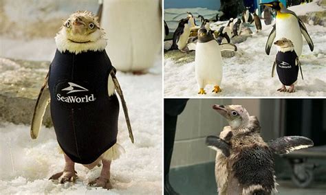 SeaWorld Orlando S Naked Penguin Gets Special Wetsuit After Feather