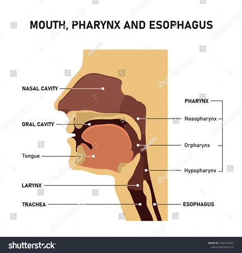 Mouth Pharynx Esophagus Upper Airway Anatomy 库存矢量图（免版税）1587316402