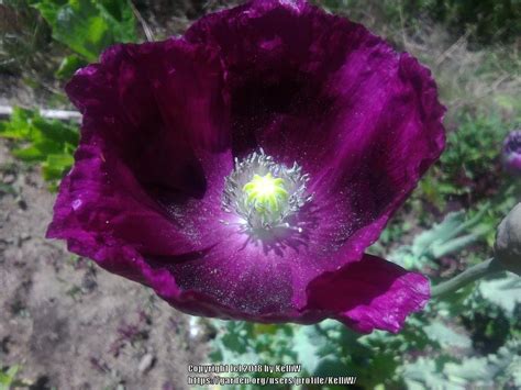 Poppies Plant Care And Collection Of Varieties