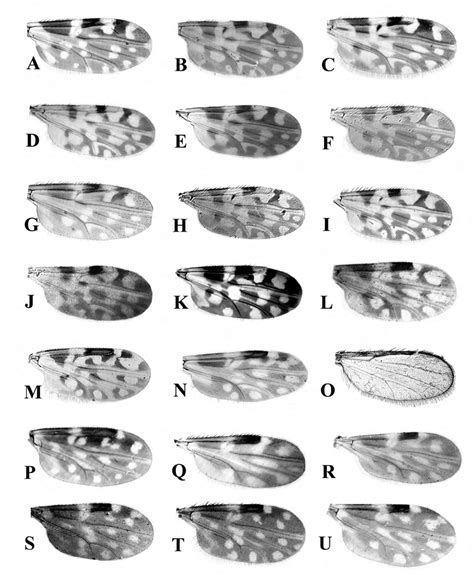 Wing Photograph Of Culicoides Species In Amazonas State Brazil A C