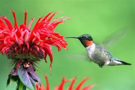 We did not find results for: Flowers That Attract Hummingbirds