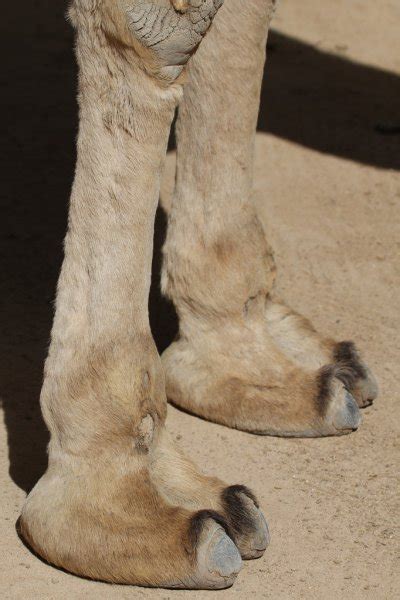 Fotos De Dedo De Camello De Stock Imágenes De Dedo De Camello Sin