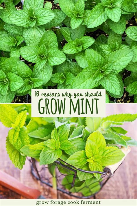 10 Reasons To Grow Mint Without Fear Gardening For Beginners