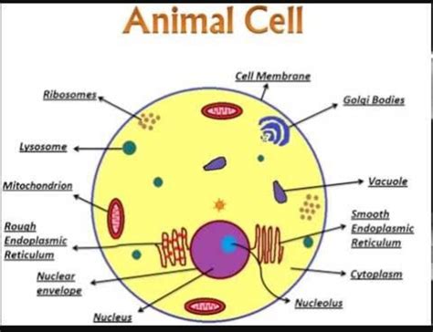 Animal Cell Diagram National 5 Labeled Functions And
