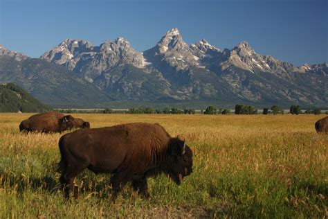 Bison In Grand Teton National Park Smithsonian Photo Contest