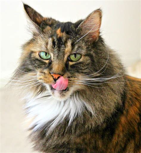 Cat smacking lips meme for 15 minutes. Kitchen Simmer: Rachael Ray Nutrish: Zero Grain Cat Food # ...