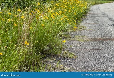 Yellow Wildflowers Growing Along A Country Road Stock Photo Image Of