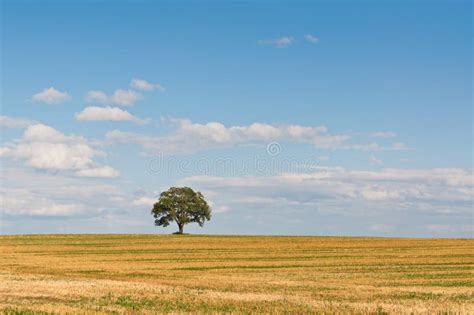 Lone Tree In A Field Stock Image Image Of Solitary Nature 18282981