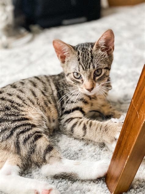 Bengal And Tabby Mix
