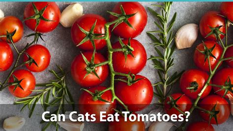 You should always watch for signs listed below so that you know that your pet is allergic to tomatoes and take measures to. Can Cats Eat Tomatoes Or Are They Bad For Them?