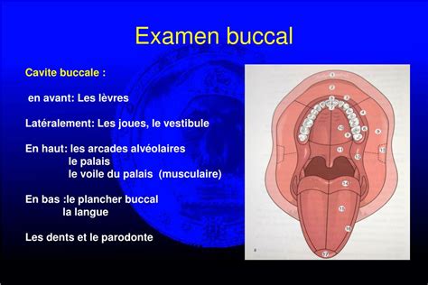 Ppt Semeiologie De La Muqueuse Buccale Powerpoint Presentation Free