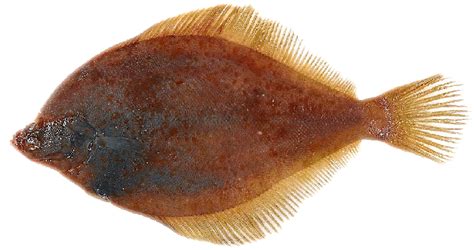 When you see a flounder of legal size limits do not rush and try to gig it. Yellowtail Flounder