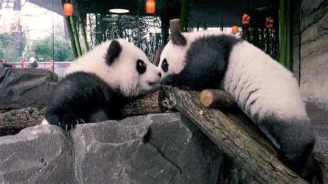 Berlin Zoos Panda Cubs Make Public Debut 5 Months After Birth Youtube