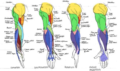 Arm Muscles Diagram Labeled It Is Arm Day What Will You Do Claire