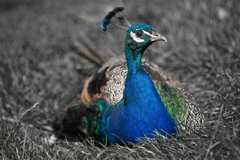 Phil Cawdell Photography Peacock
