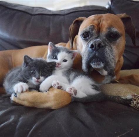 Cute Boxer Finds A Friend In A One Eyed Rescue Kitten 15