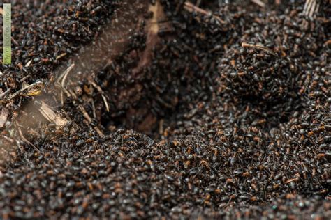 La fourmilière est l'habitat des fourmis. Fourmiliere Interieure : fourmilière | Abstract art, Abstract, Art : L'animal la pose sur une ...
