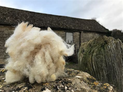 Raw Fleece Sheep Wool Unwashed Poll Dorset Folk 200g British Etsy Uk