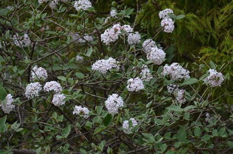 Check spelling or type a new query. The Fragrant Viburnums | What Grows There :: Hugh Conlon ...