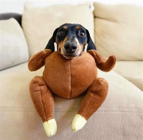 14 Best Costumes For Dachshunds Page 2 Of 5 The Paws