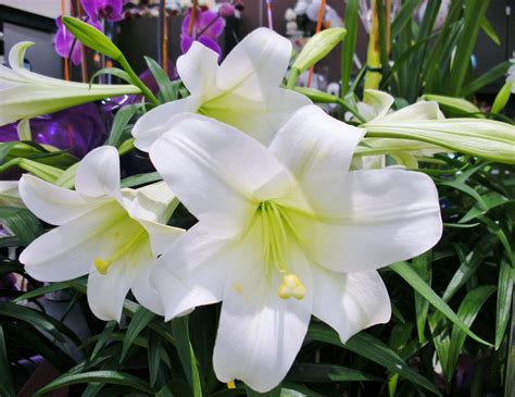 Easter Lily Care