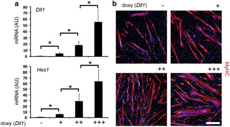 Dll Dose Dependently Enhances In Vitro Myogenic Ability Of Sgcb Null