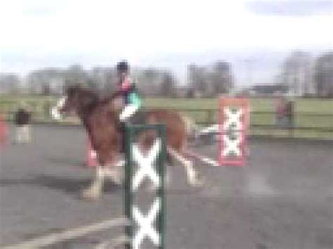 Why do clydesdales have short tails? how much weight can a cyldesdale horse carry and more info ...