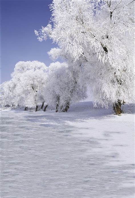 Laeacco Forest Trees Winter Snow Scenic Photographic Backdrops