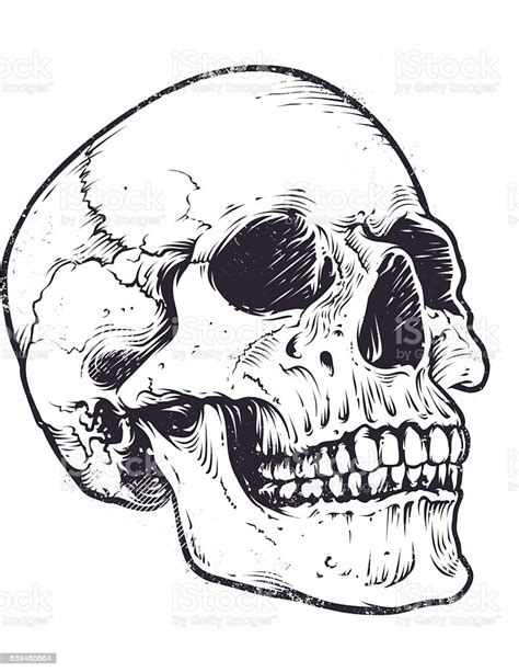 Anatomic Skull Vector Stock Vector Art And More Images Of