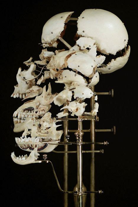 Human Baboon And Cat Skulls By Ryan Matthew Picture Arranged And