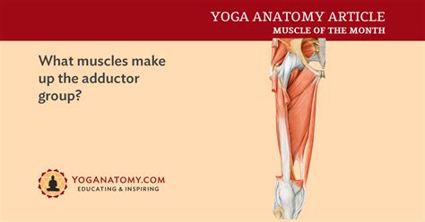 The Adductor Muscles Their Attachments And Actions Yoganatomy