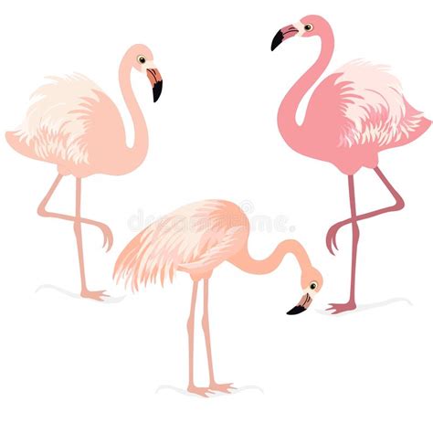 Three Funny Flamingo Pink Background Stock Illustrations 22 Three