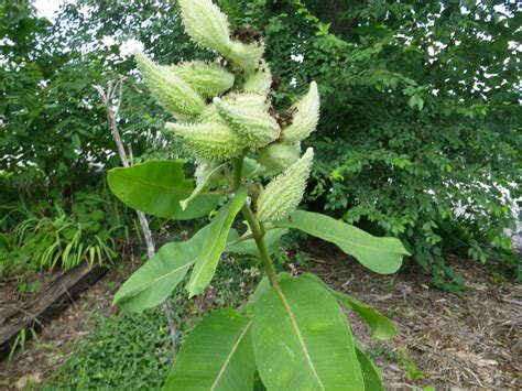 Purple milkweed seed pods after picking. aubunique: Asclepias syriaca, aka , common milkweed ...