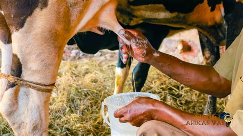Milk How To Milk A Cow By Hand Making African Tea Milking Cows