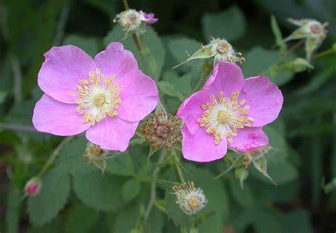 Wild Rose Bach Flower Treatment Versus California Wild Rose Flower