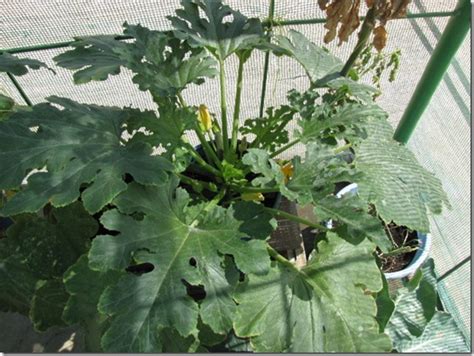 What month should you plant zucchini in? Growing Zucchini (Summer Squash) in Containers - GEEKGARDENER