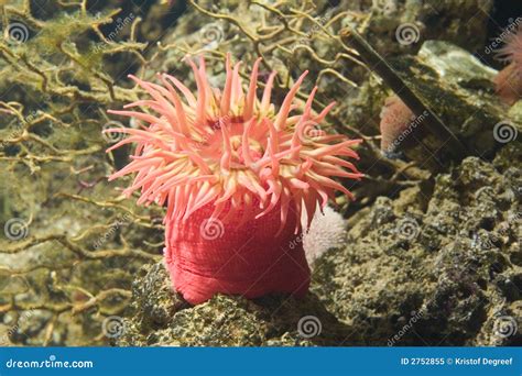 Seeanemone 2 Stockbild Bild Von Küste Meer Kristall 2752855