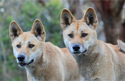 From Wolf To Chihuahua New Research Reveals Where The Dingo Sits On