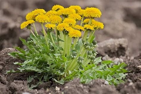 How To Grow Dandelions For Greens Roots And Flowers Gardeners Path