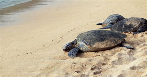 All You Need To Know About Sea Turtles In Topsail Topsail Island Blog