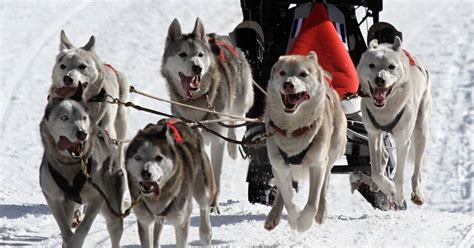 Three Bear Sled Dog Races To Take Place Feb 4 And 5 Local News