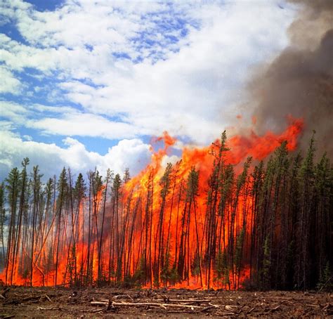 Fires were charted in almost every region of the province, from the north eastern interior around fort st. Forestry | YPP